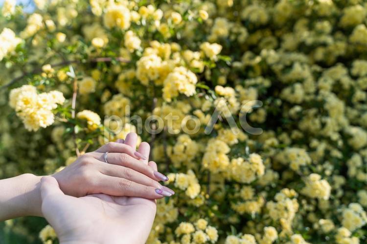 黄色い花と寄り添う手⑤ 手,カップル,指輪の写真素材