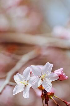 桜 桜の写真