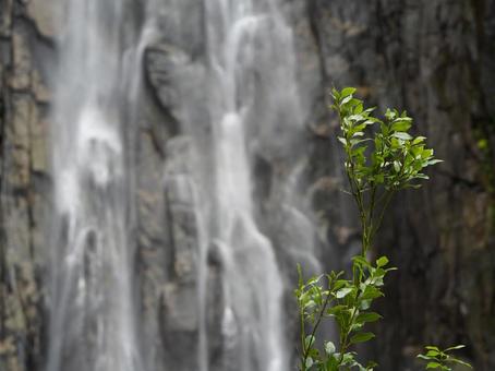 那智の滝を臨む風景 那智の滝,滝,水の写真素材