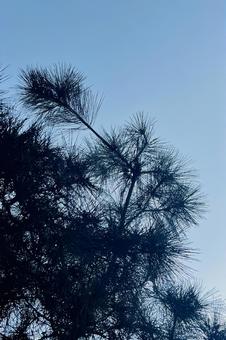 空と松 空と松の写真