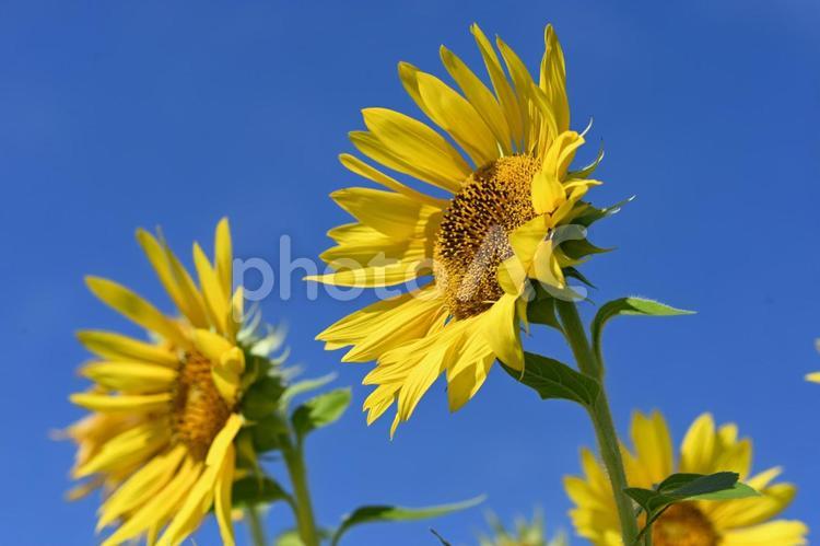ヒマワリ ヒマワリ,花,黄色の写真素材