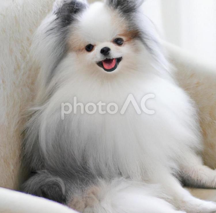 白犬 - No: 28358915｜写真素材なら「写真AC」無料（フリー）ダウンロードOK