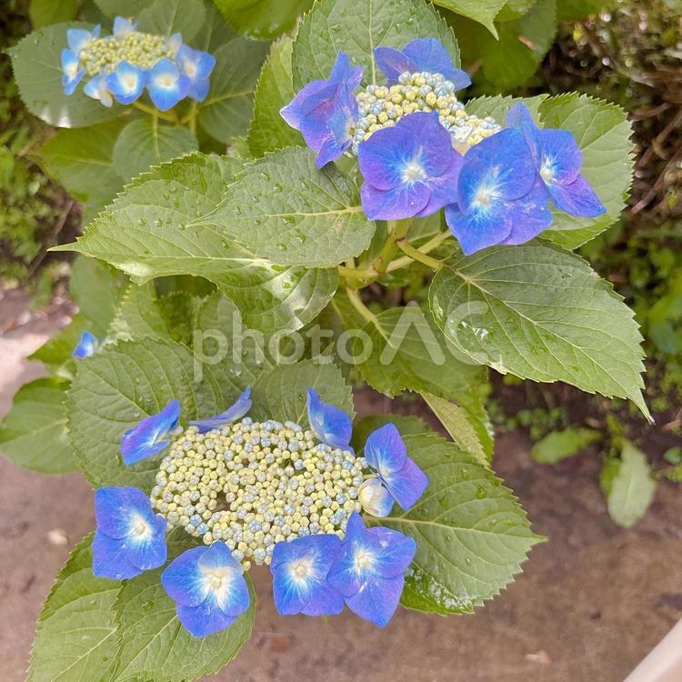 ガクアジサイ あじさい,紫陽花,綺麗の写真素材