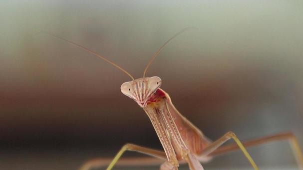 夏の朝のカマキリ 夏の朝のカマキリの写真
