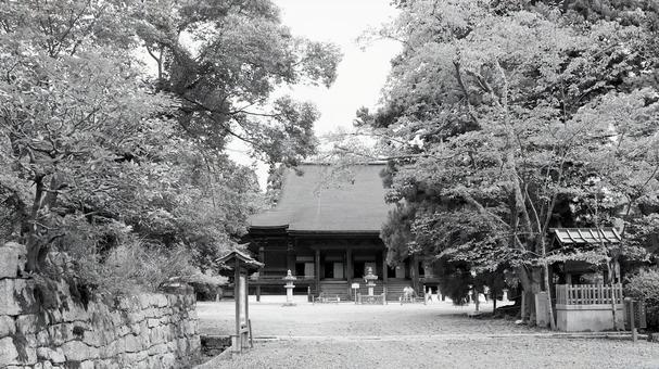 初秋の木立ちの間から望む三井寺金堂 初秋の木立ちの間から望む三井寺金堂 三井寺,金堂,国宝の写真素材