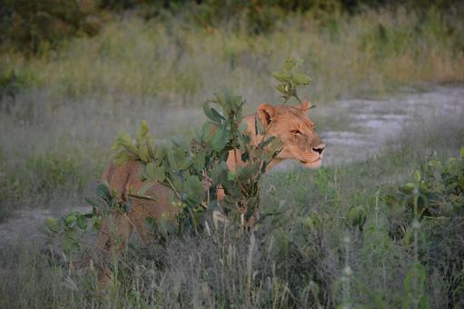 雌のライオン チョベのサファリ 雌のライオン チョベのサファリ ライオン,メスライオン,雌ライオンの写真素材