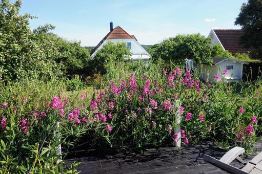 ベランダに咲く花 ベランダに咲く花 ピンクの花,風景,ベランダの写真素材