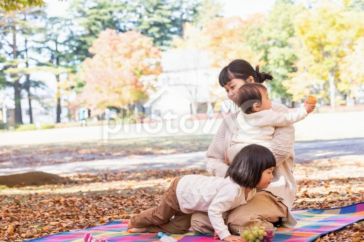 秋の公園で遊ぶ家族・ファミリー 家族,ピクニック,行楽の写真素材