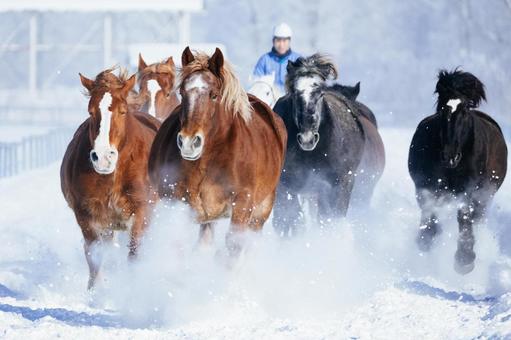 冬に走る馬の群れ 冬に走る馬の群れの写真