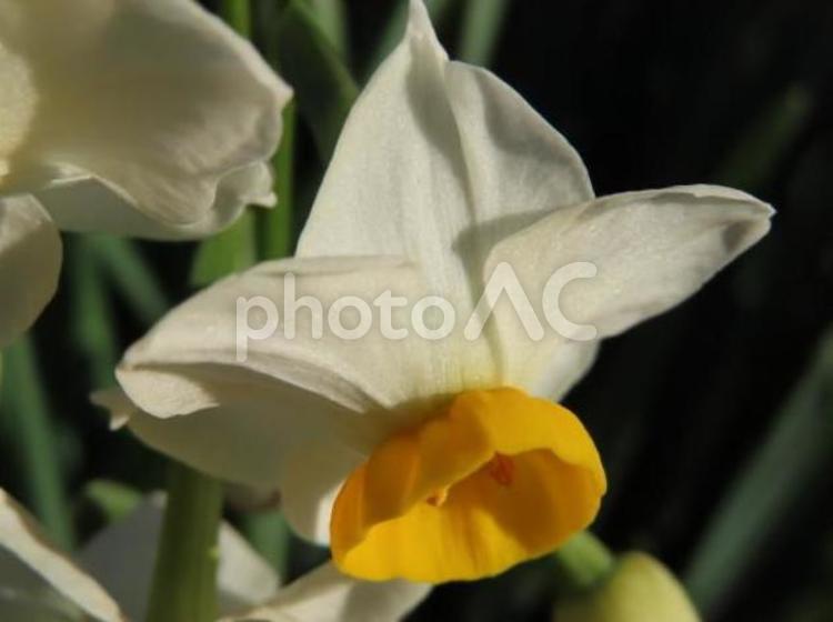 スイセン(水仙) スイセン,水仙,スイセンの花の写真素材