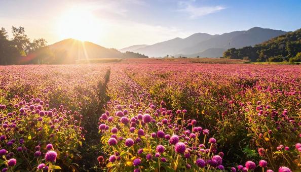 夏から秋の花 センニチコウ 夏から秋の花 センニチコウの写真