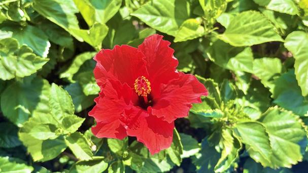 ハイビスカス ハイビスカス ハイビスカス,夏,花の写真素材