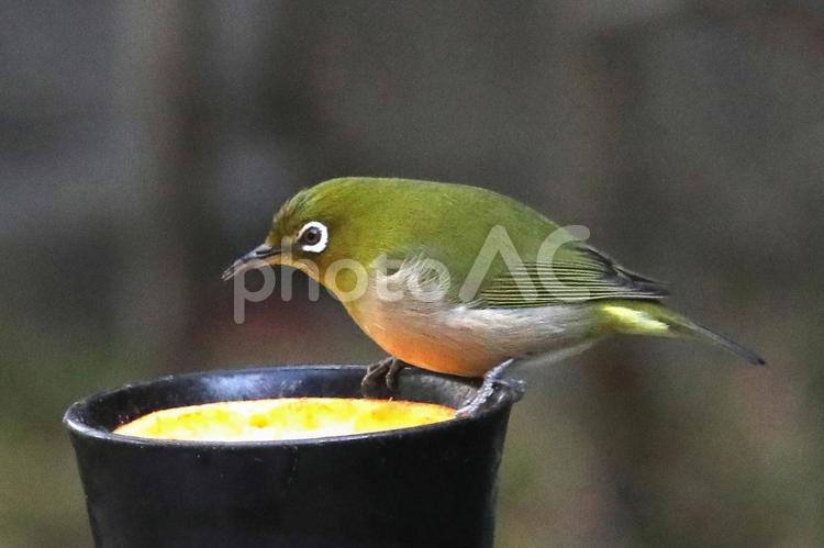 めじろとみかん 動物,鳥,小鳥の写真素材
