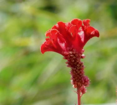 【花の写真】赤いケイトウの花 【花の写真】赤いケイトウの花の写真