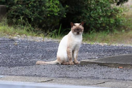 ネコの鋭いまなざし ネコの鋭いまなざし ねこ,ノラネコ,動物の写真素材