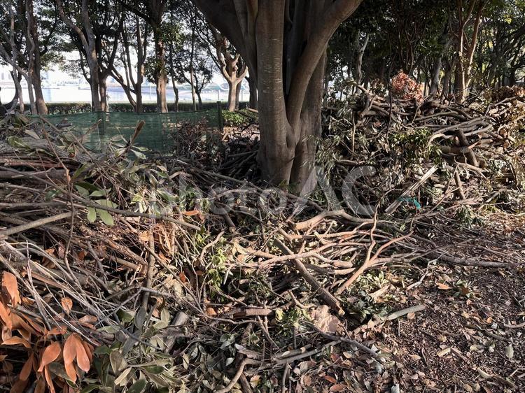 枯れ木 枯れ木,秋,冬の写真素材