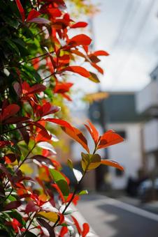 Bright red hedge plants in the sunlight, JPG