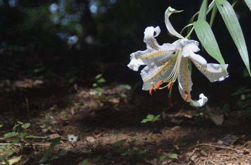 盛夏の風に揺れる大輪:ヤマユリ8 盛夏の風に揺れる大輪:ヤマユリ8の写真