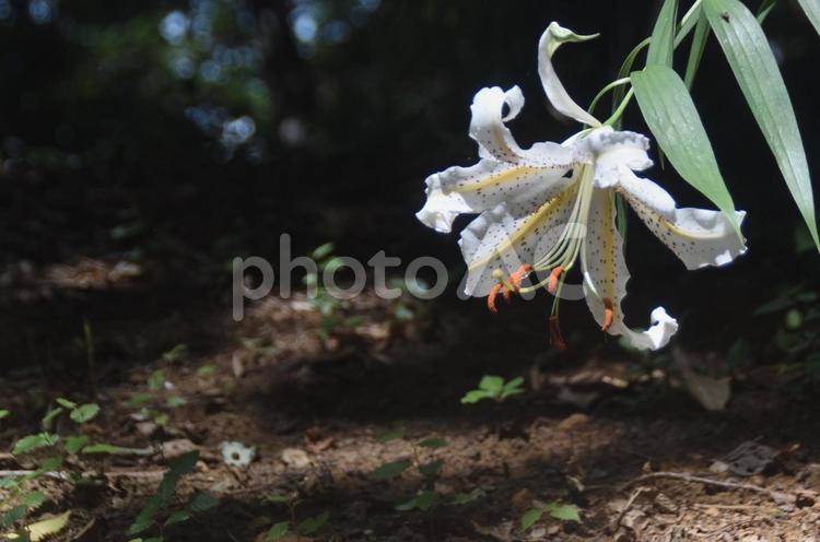 盛夏の風に揺れる大輪：ヤマユリ8 植物,ヤマユリ,山百合の写真素材