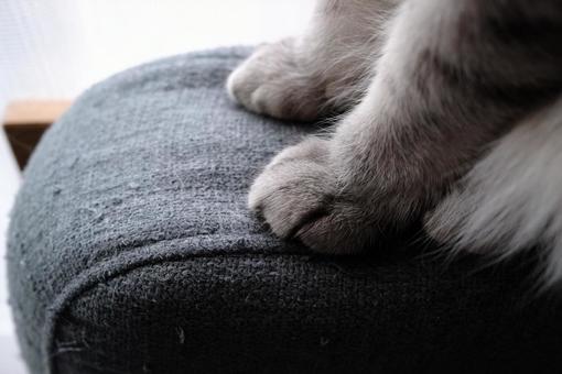 猫の手 猫の手の写真