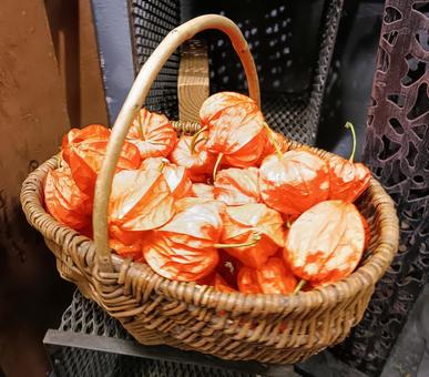 Ground cherries in a basket, JPG Ground cherries in a basket, JPG