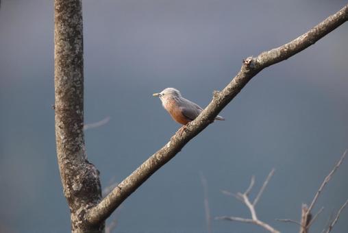 インドコムクドリ インドコムクドリ,野鳥,小鳥の写真素材