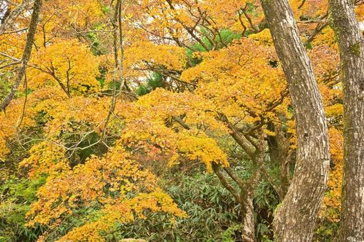 紅葉 紅葉,秋,箱根の写真素材
