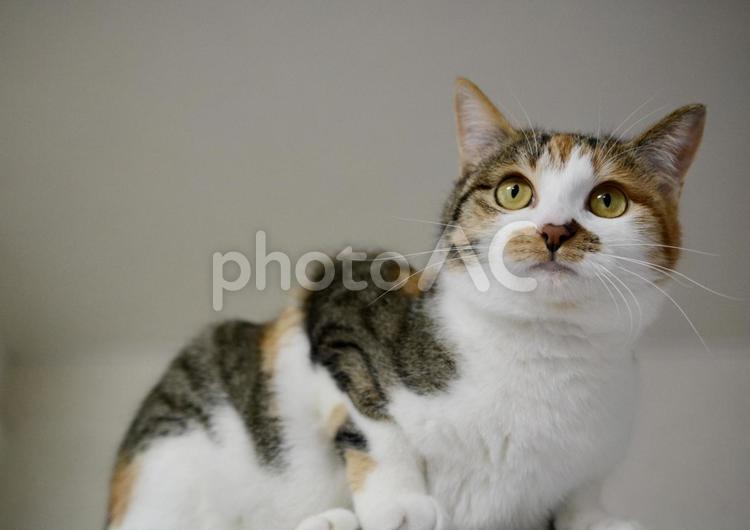 少しかがんでいる三毛猫 猫,ネコ,ねこの写真素材