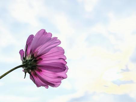 夕陽を見上げるコスモス 植物,コスモス,自然の写真素材