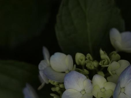 紫陽花 [無加工]版 縦横4:3 水色,黄緑,無修正の写真素材