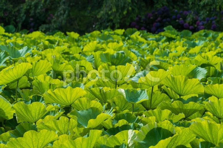 陽光を受けて輝くハスの葉の群生 ハス,葉,緑の写真素材