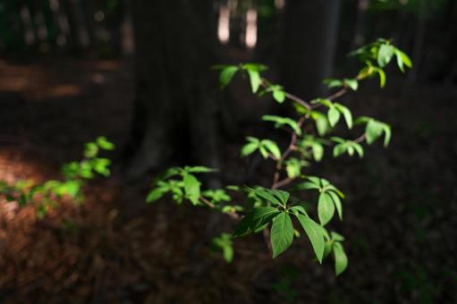 光の当たる葉 葉,葉っぱ,森の写真素材