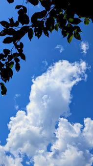 葉のシルエットと広がる夏の空 葉のシルエットと広がる夏の空の写真