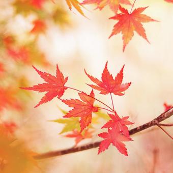 紅葉した美しいモミジ 紅葉した美しいモミジの写真