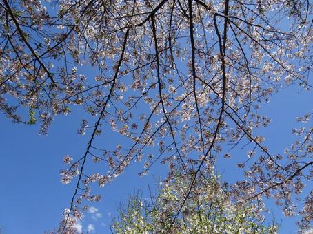 Photo, april, cherry blossoms, petal, 