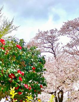 椿と葉桜 椿と葉桜の写真
