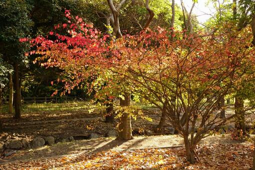 黄葉した樹木 木,黄葉,公園の写真素材