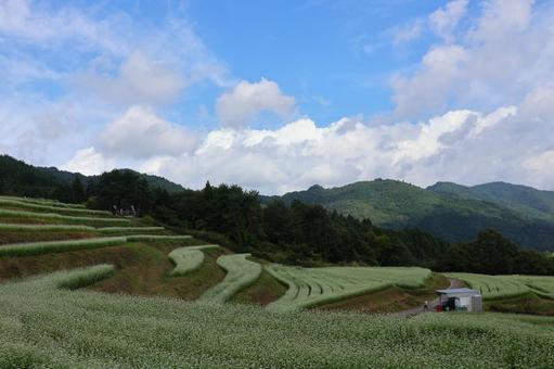 9月下旬のまんのう町島ヶ峰の天空のソバ畑 9月下旬のまんのう町島ヶ峰の天空のソバ畑の写真