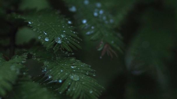 Rainy season, fern leaves wet with rain, JPG Rainy season, fern leaves wet with rain, JPG