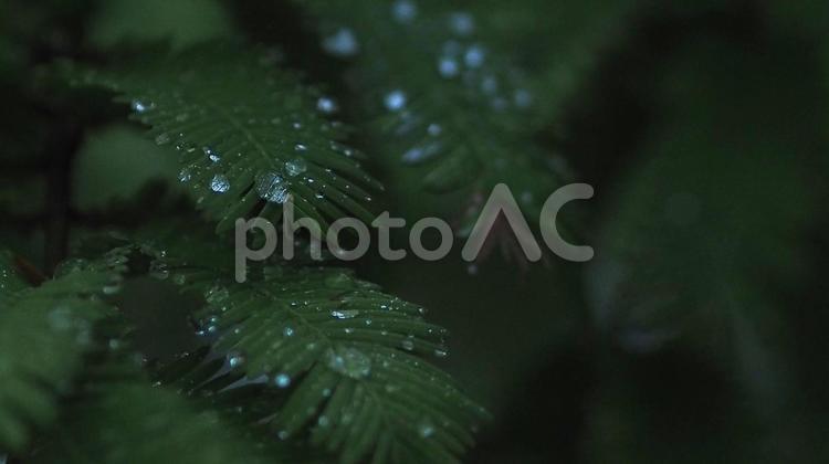 梅雨シーズン、雨に濡れたシダの葉 植物,雨,雨粒の写真素材