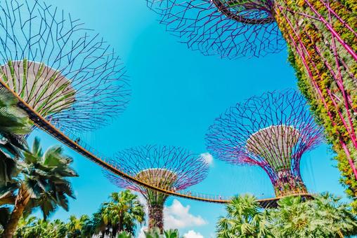 【シンガポール】スーパーツリー シンガポール,スーパーツリー,植物園の写真素材