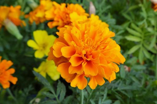 Photo, marigold, flower, gardening, 