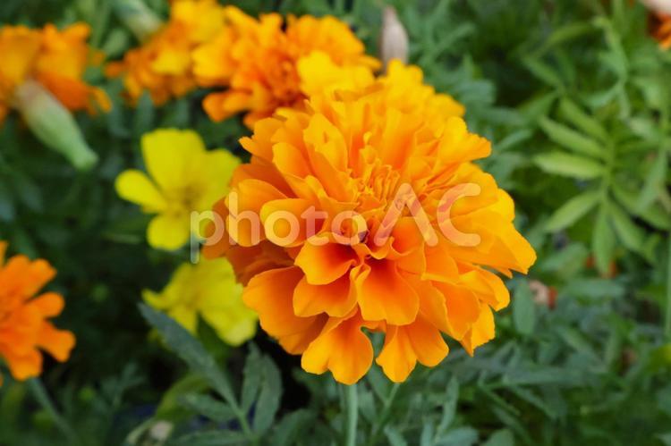 春から冬まで咲くマリーゴールドの花 マリーゴールド,花,ガーデニングの写真素材