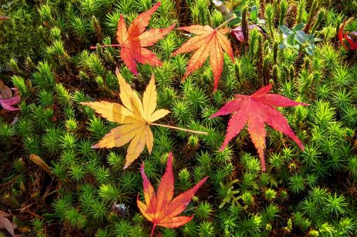 紅葉 紅葉,コケ,イロハモミジの写真素材