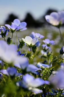 ネモヒィラのある風景 ネモヒィラのある風景の写真