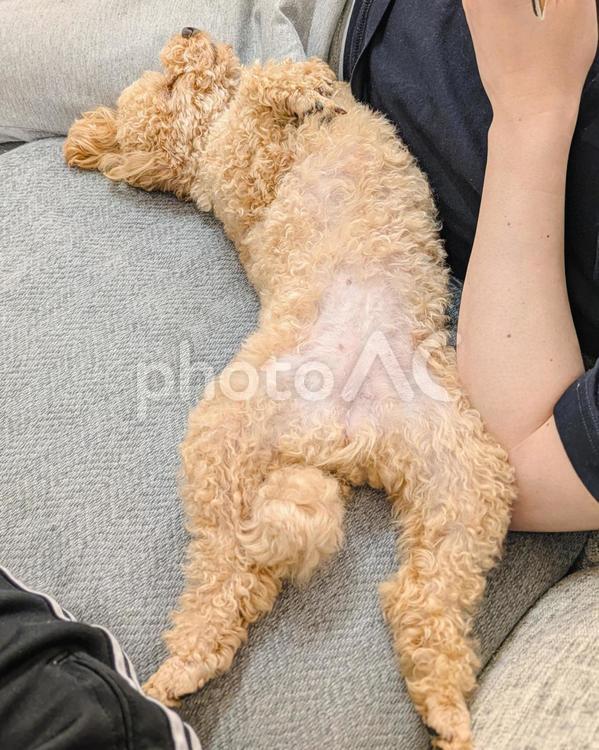 ヘソ天して爆睡するトイプードル 犬,トイプードル,トイプーの写真素材