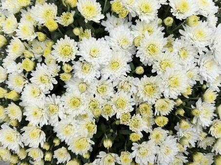 小菊　薄い黄色 菊,小菊,満開の写真素材