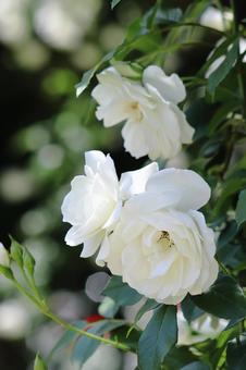 白いバラの花 白いバラの花 薔薇,白,花の写真素材