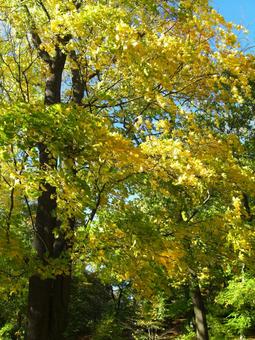 autumn leaves, JPG