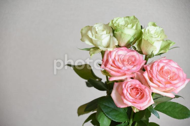 緑とピンクのばら ピンク,ばら,薔薇の写真素材